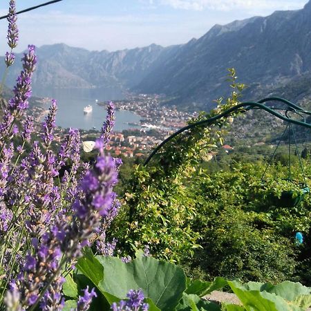 Big Hill Apartment Kotor Eksteriør bilde